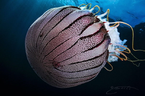 ~ Jelly Tot ~ by Geo Cloete 